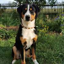 Hund Ares sitzt im Garten und trägt ein handgefertigtes EM-Keramik-Schmuckhalsband in Naturtönen.