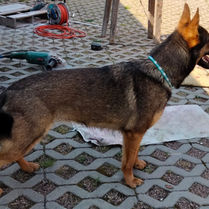 Schäferhund Sammy steht im Hof und trägt ein türkises, handgemachtes Paracord-Halsband.