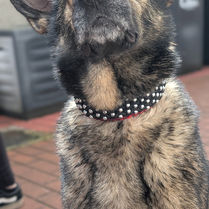 Hündin Amy sitzt draußen und trägt ein schwarzes Paracord-Halsband mit weißen Perlen und rotem Akzent.