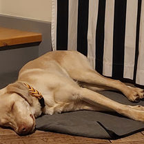 Hündin Fee schläft mit gelb-orangefarbenem Paracord-Halsband auf einer Matte.