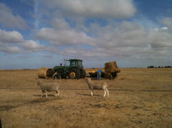 dry season feeding out hay