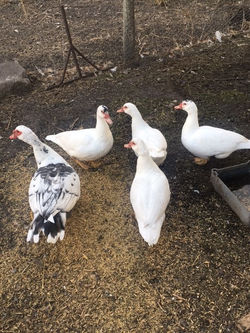 Ducks