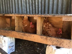 Chooks on nest