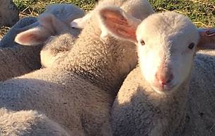 Lambs huddled.jpg