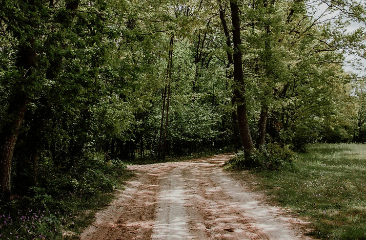 Path in a forest representing the mission of Scenic Route Psychology. To slow down to enhance your mental wellbeing and mental health.