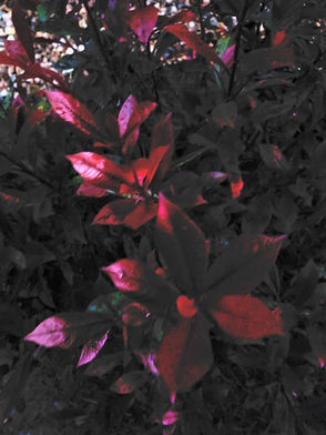 The fading Sun on the plant leaves 'Red Robin' just prior to Civic Twilight. January 2025. Dorset.