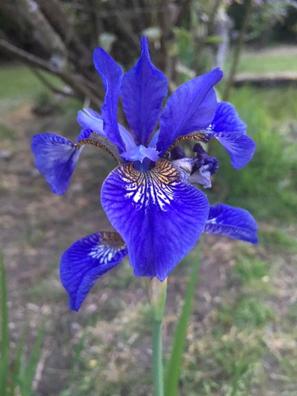Iris: Civil Twilight - Luminosity through the lens. March 2024