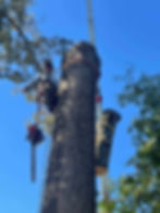 Southern Pro Clearing & Grading Tree Removal