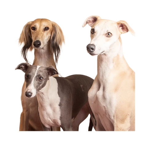 Three of our whippets at Tails In The City