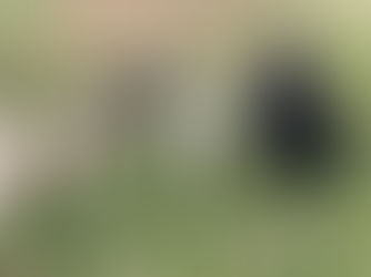 Which Tails In The City Service is Best for Your Pup?