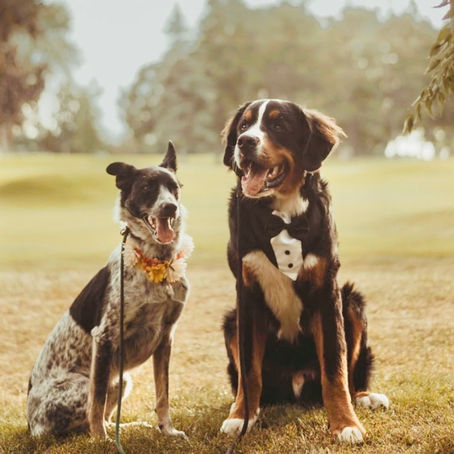 Wedding Dog Chaperone in Mississauga