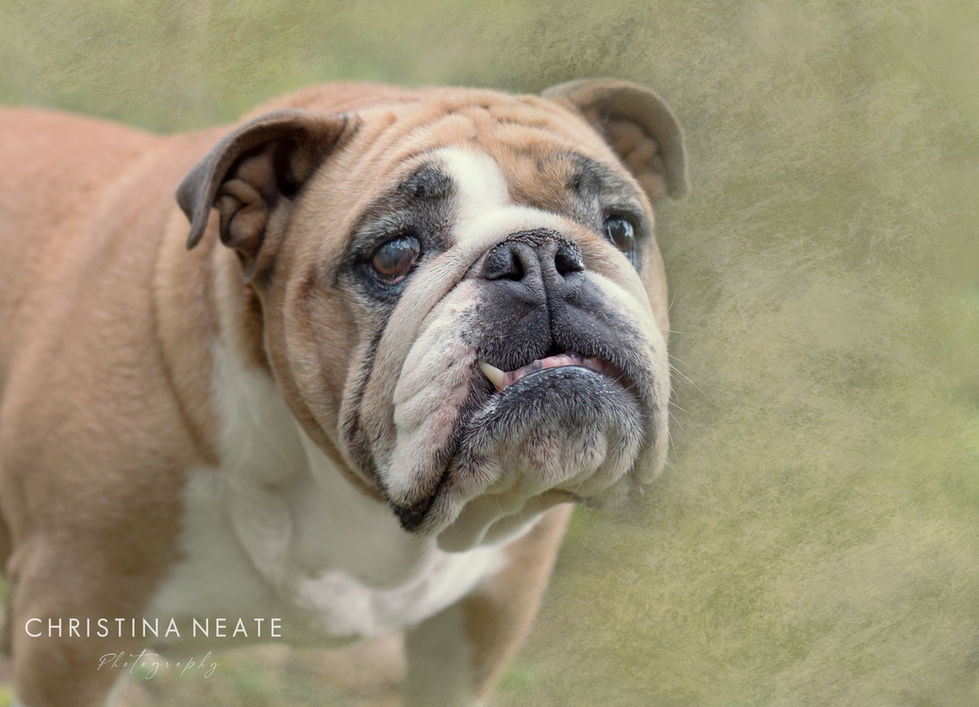 Christina Neate photography_-20.jpg