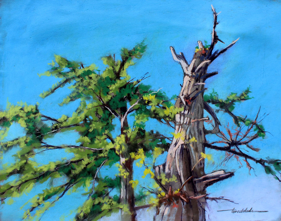 Cypress Elder