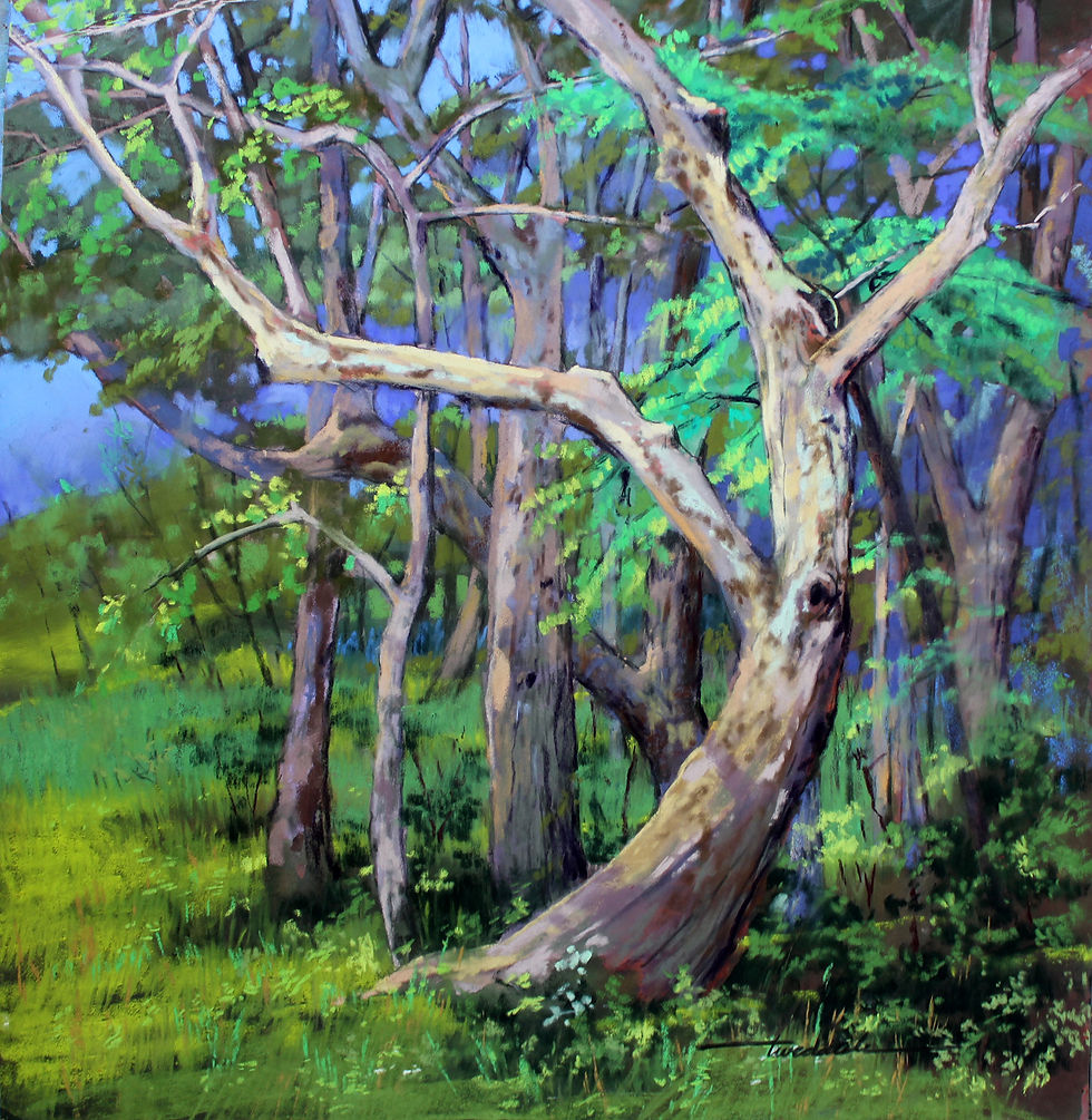 Sycamore Tangle 16x20 pastel
