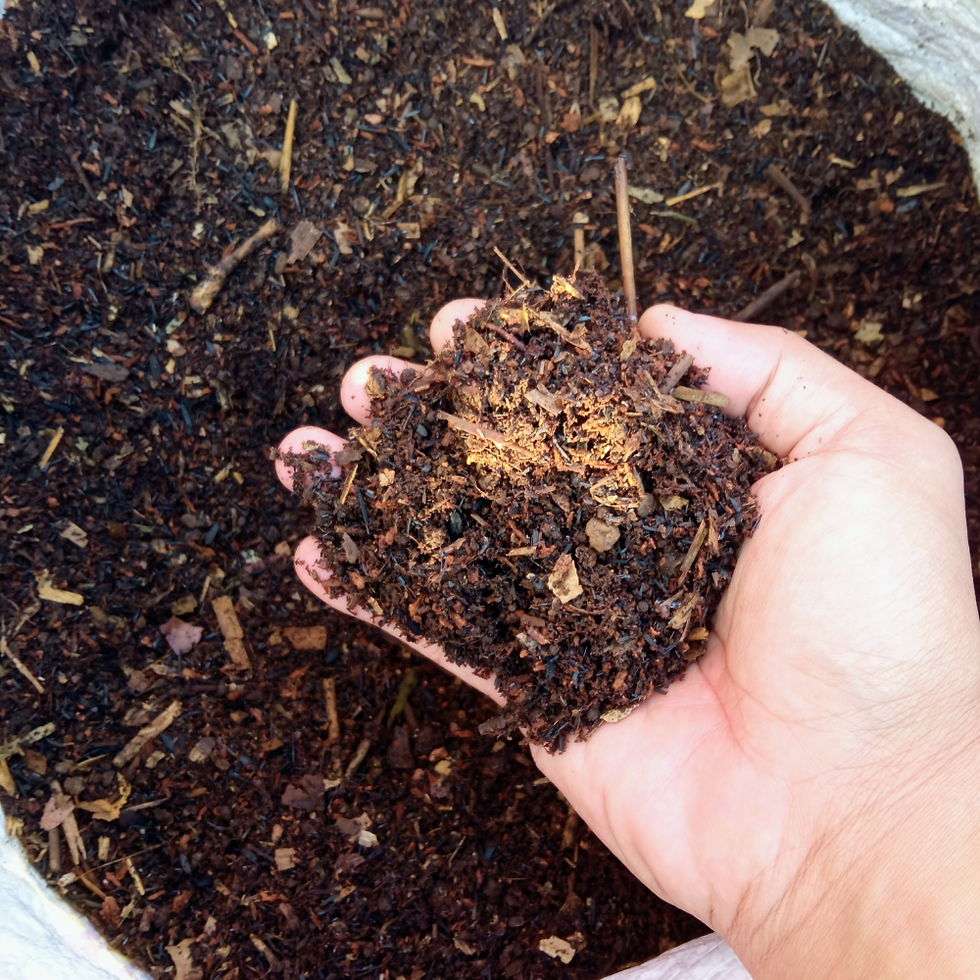 blauwe bessen struik