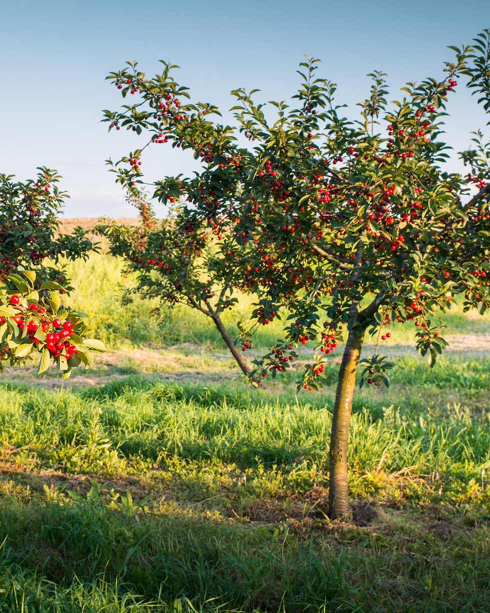 Fruitbomen staan mooi en geven vers fruit