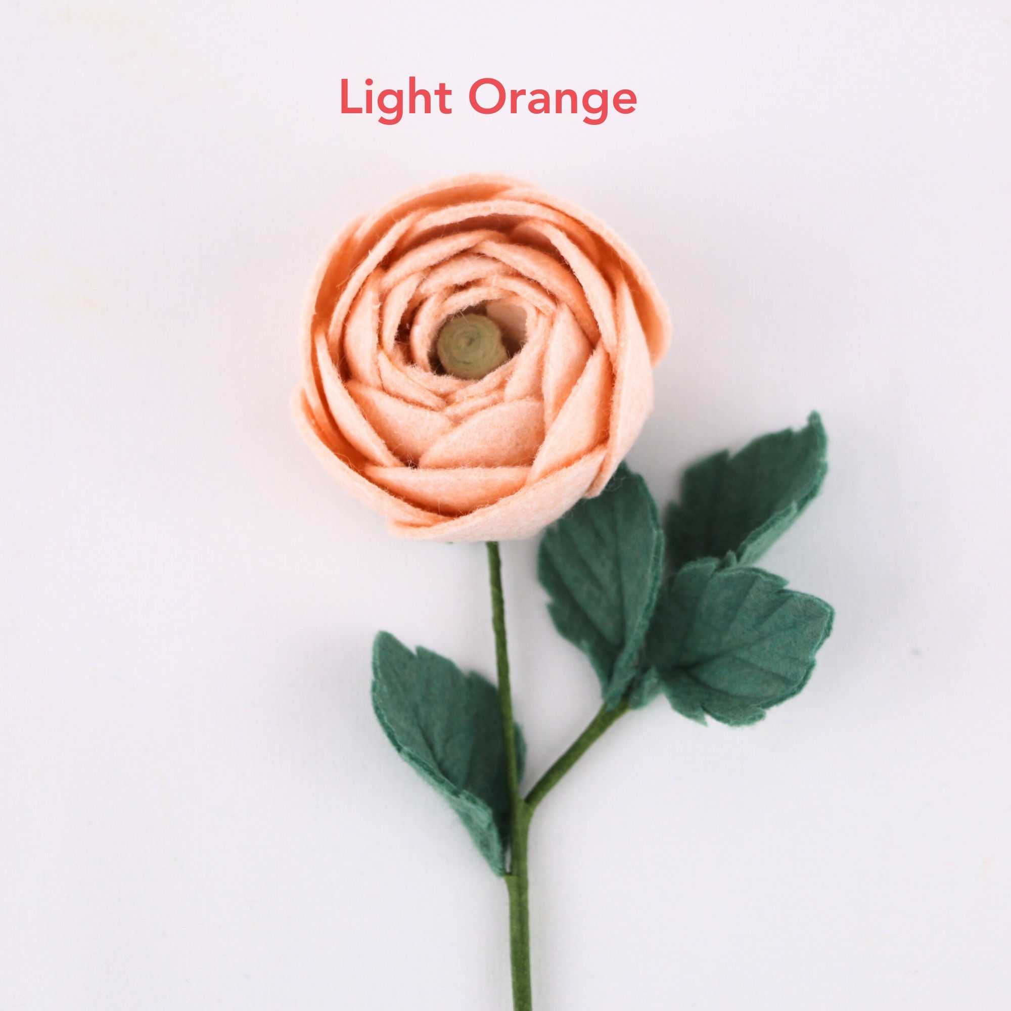Ranunculus - stem