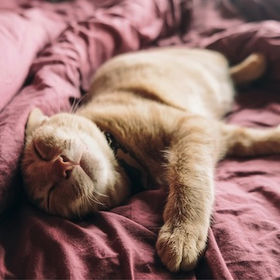 Lazy Loading in Angular - A Beginner’s Guide