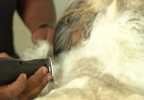 Dog coat being shaved during the zero cut.