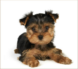 Дети+Поля+и+Доти1