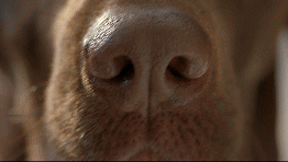 SRW 24-001_KibbleInTheRaw_RevolutionaryKibbleFull.gif