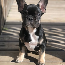 Nova