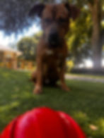 Jax Tkach – Homeward Bound Program – RTR service dog