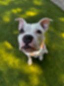 Stella Garelli – private client rehome