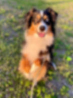 Blue Boy – Homeward Bound Program