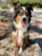Blue Boy – Homeward Bound Program