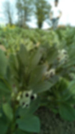 Fèves en fleurs