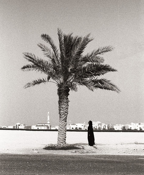 saidapalmtree.jpg