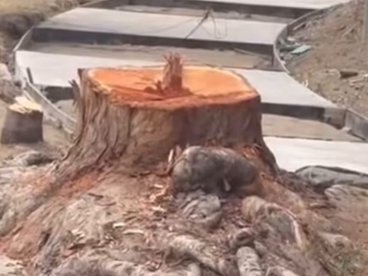 DENUNCIAN TALA DE ĆRBOLES CENTENARIOS EN ZONA RĆO