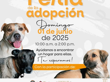 INVITA GOBIERNO DE ENSENADA A PARTICIPAR EN LA FERIA DE ADOPCIÓN ESTE 1 DE JUNIO