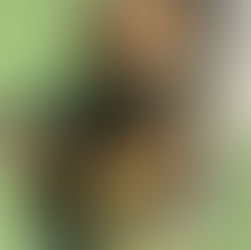 ALCALDESA INVITA A ADOPTAR PERROS Y GATOS EN ENSENADA