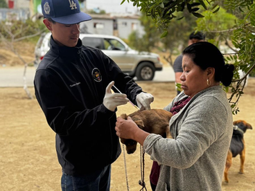 AYUNTAMIENTO DE PLAYAS DE ROSARITO PROMUEVE EL BIENESTAR ANIMAL CON JORNADA DE VACUNACIĆN PARA CANINOS Y GATOS