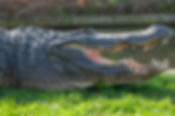 Gator