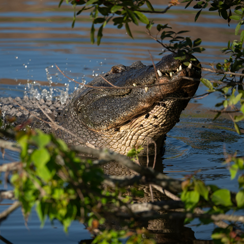 Alligator in the Water