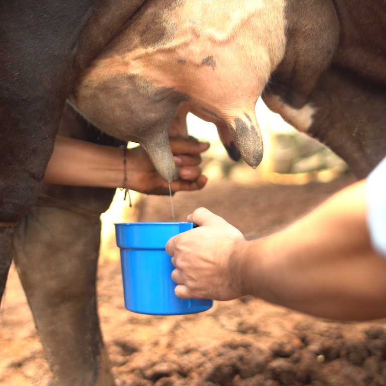 ordeñadoras agromex, agromex ordeñadoras, ordeñadoras para vacas, maquina ordeñadora de vacas, maquina de ordeño de vacas
