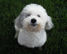 white-poodle-mix-dog-pet-sitting-