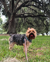 Yorkshire terrier on leash by live oak tree with tongue out dog walking client Jackson