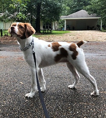 tan and white brittany dog staring at a bird while on a leash