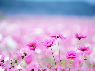 PROPHET MUHAMMAD: MASTER OF TOLERANCE