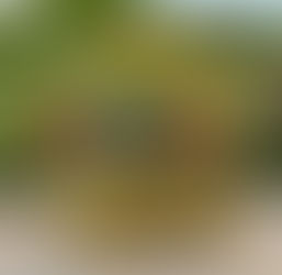 A Guide to Enhancing Your Garden Haven with Planters