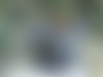 Embrace Tranquility: The Enigmatic Shishi Odoshi in Your Garden