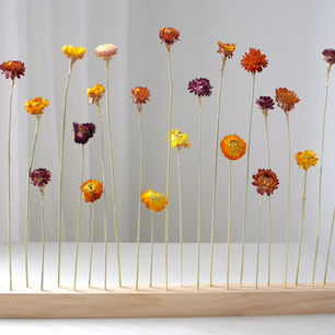 Dried Flowers_edited.jpg