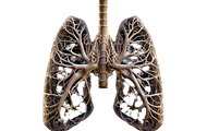 Fractal Lung
