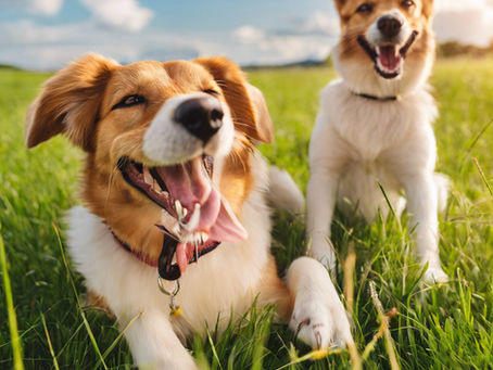 Bringing your dog to the Norfolk Broads: The best dog friendly walking routes & historical sites