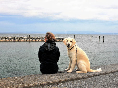 Holidaying with your dog? Pet-friendly activities around The Norfolk Broads Cottage