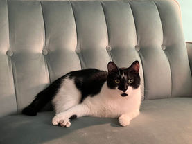 Picture of a black and white cat on a light green sofa